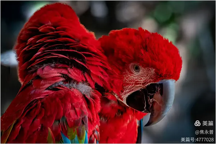 西双版纳曼婷皇家园林里的鹦鹉